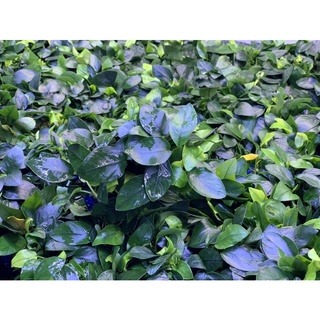 Ráy con ( Ráy hoa) - Cây thuỷ sinh