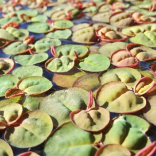 Bèo rễ đỏ thủy sinh
