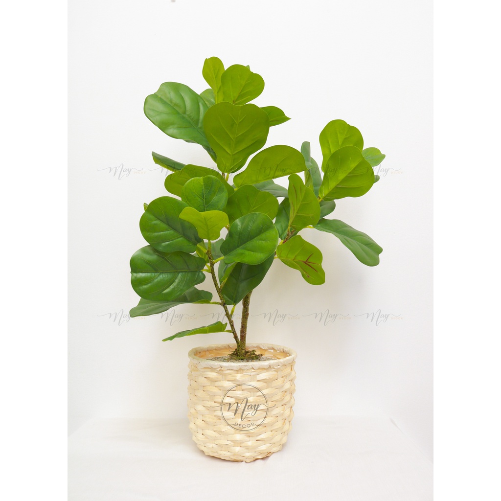 Cây giả, Set chậu bàng Singapore giả cao 1m, 75cm,65cm