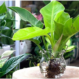 Cây Trầu bà đế vương Thủy sinh
