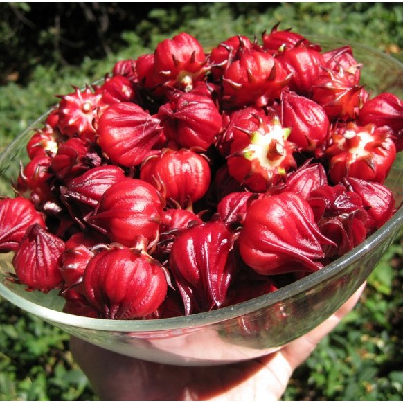 Hạt Giống Hoa Bụt Giấm (2gr)