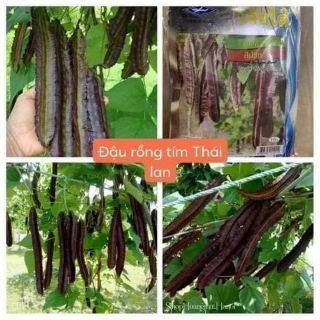 Đậu Rồng  tím Thái Lan