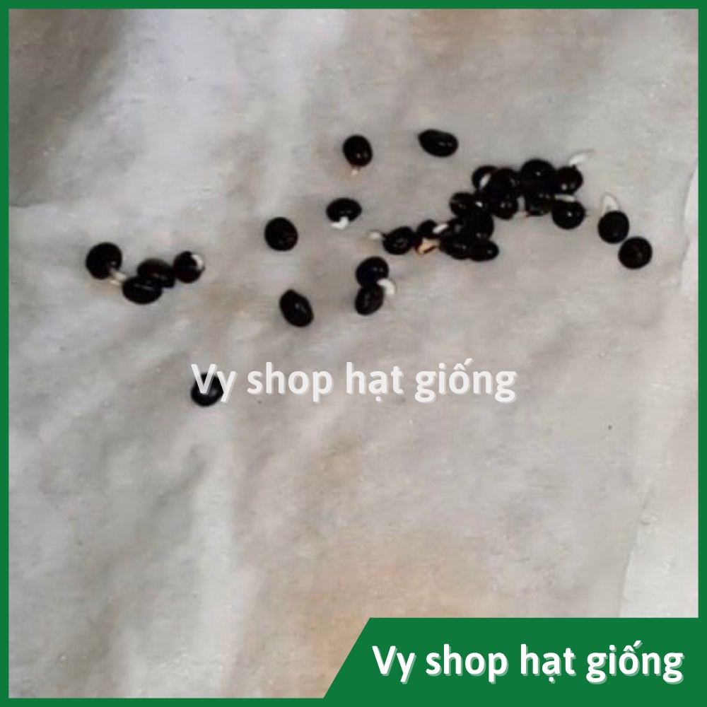 Hạt giống măng tây xanh Thái Lan nguyên gói 40 hạt