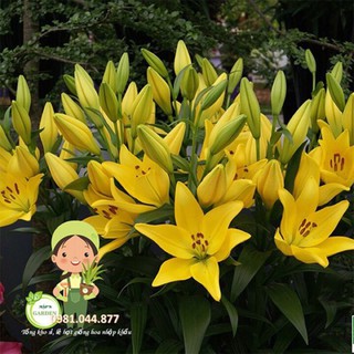 củ giống hoa ly vàng (không thơm) size to 18/20