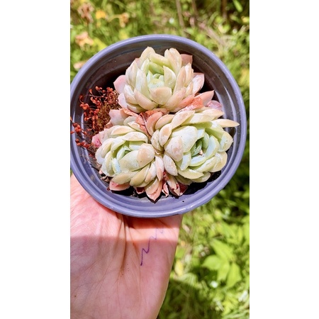 sen đá Hải ly Hồng bạc tròn