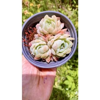 Sen đá Hải ly Hồng bạc tròn