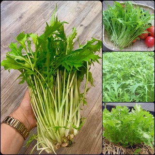 Hạt Giống Rau Cải Mizuna F1 Gói 10 Gam Hạt