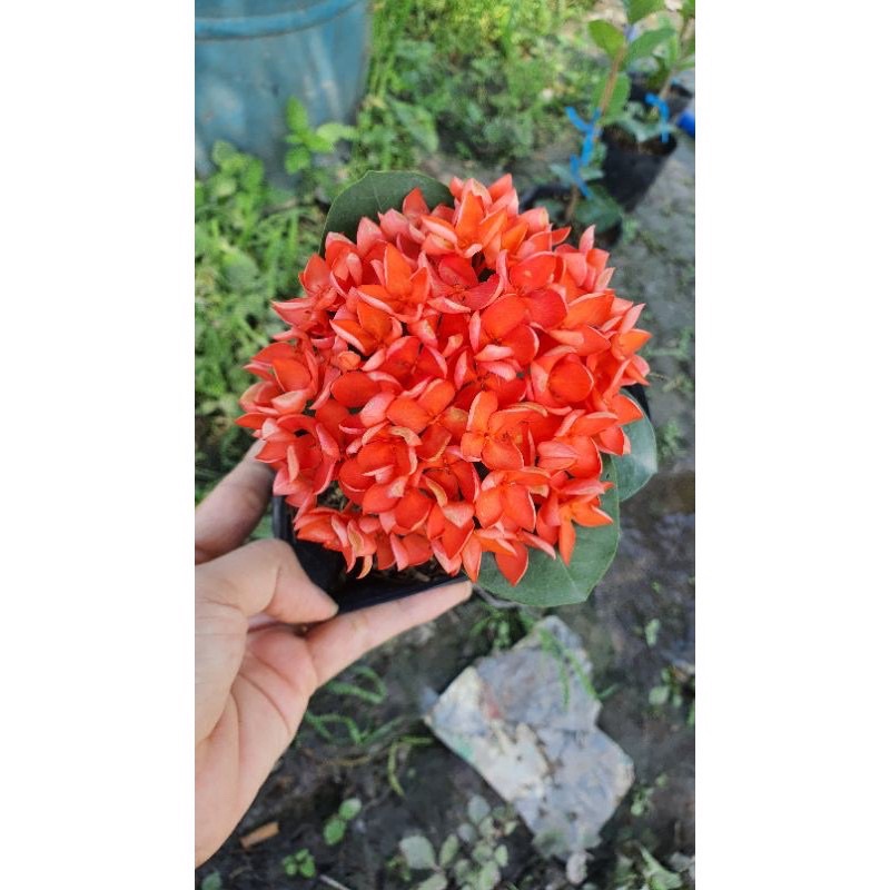 Cây giống bông trang