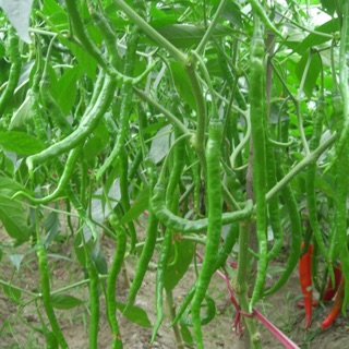 Hạt giống Ớt đậu đũa