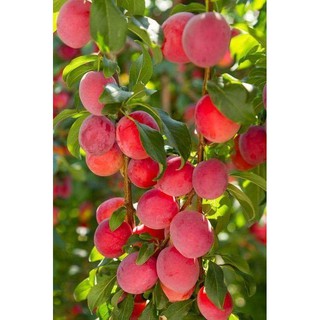 CÂY GIỐNG MẬN ĐỎ ÚC