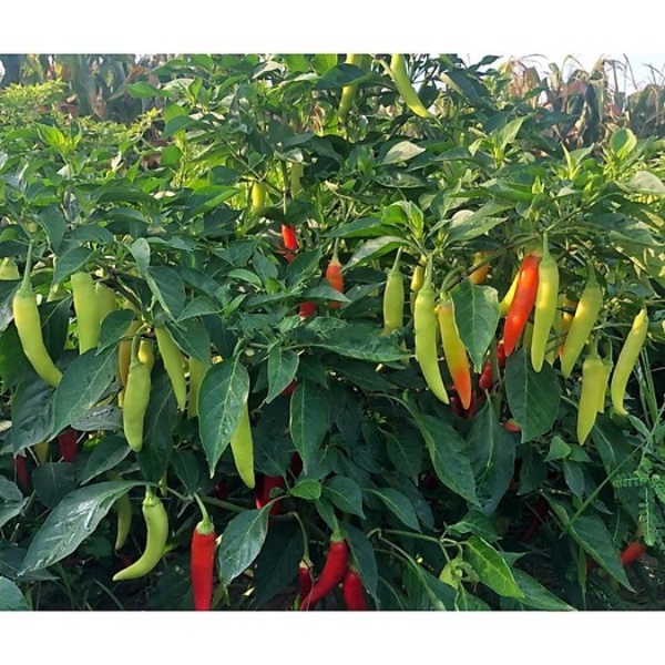 Hạt giống ớt sừng - rau củ quả trồng chậu, sân vườn ban công ngon giòn ngọt nảy mầm cao 0,2g RADO122