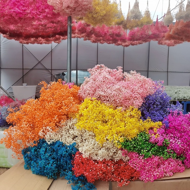 Hoa baby khô ướp màu, Hoa khô Gypsophila trang trí phòng ngủ, làm đồ hanmade, chụp hình cưới siêu xinh