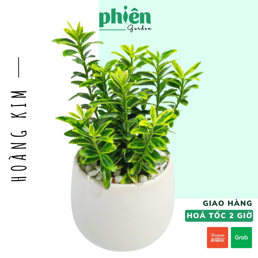 Cây Hoàng Kim, cây Đông Thanh Vệ Mâu để bàn kèm chậu gốm tráng men