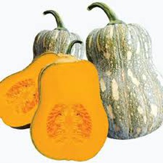 GÓI 100 HẠT GIỐNG BÍ ĐỎ CAO SẢN