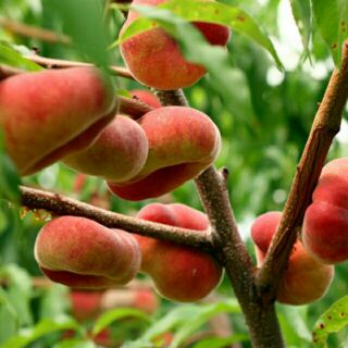 Cây giống đào dẹt Nga
