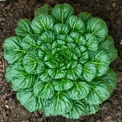 5Gram Hạt Giống Rau Cải Bẹ Hoa Hồng
