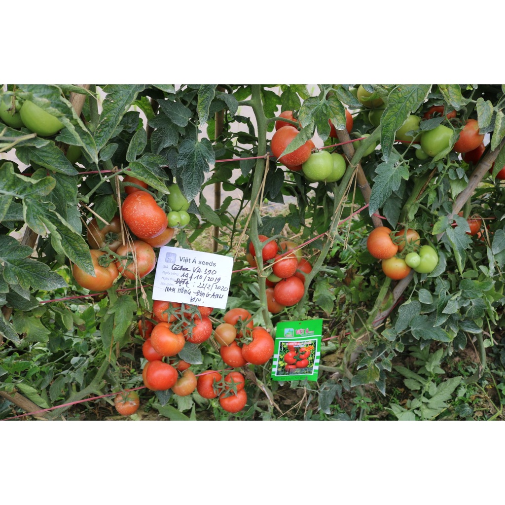 Hạt giống Cà Chua Vô Hạn  0.5gram