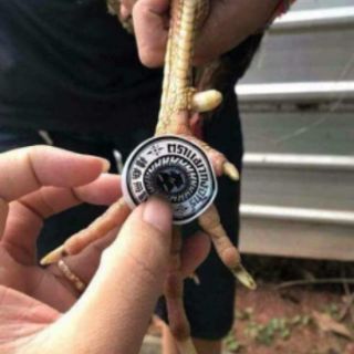 Miếng dán lậu đế cho gà