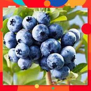 Hạt giống việt quất lucky gói 30 hạt