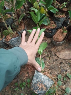 Cây giống hoa trà my