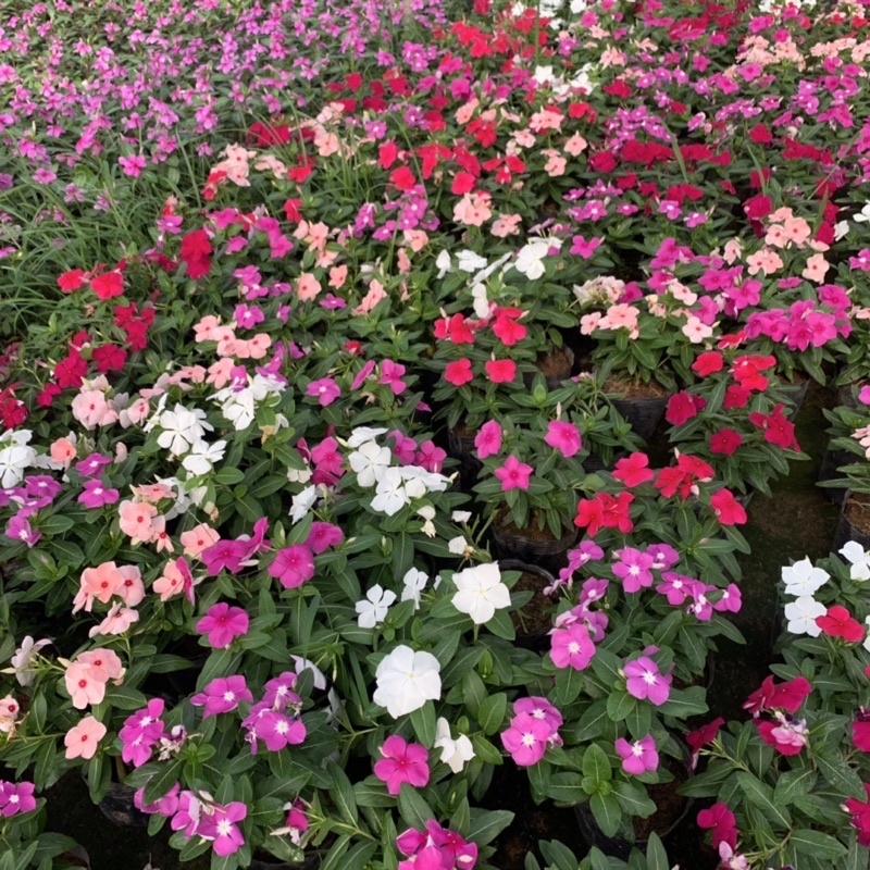 Top cây trồng ban công chịu nắng tốt, đẹp & dễ trồng 4