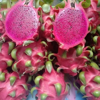 Cây giống thăng long ruột đỏ siêu sớm. .