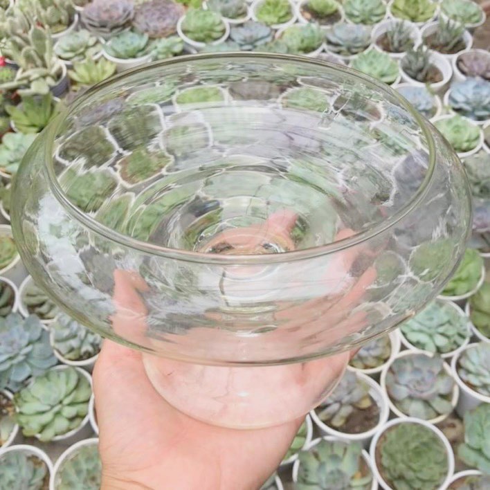 Chậu thủy tinh ly - 3 kích thước
