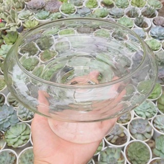 Chậu thủy tinh ly - 3 kích thước