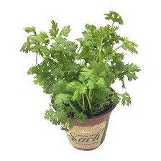 500gr HẠT GIỐNG RAU MÙI TA