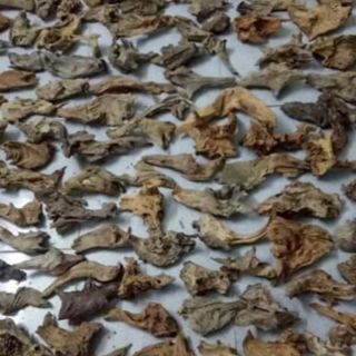 Lũa thủy sinh - Khúc lũa trang trí bể cá, tiểu cảnh