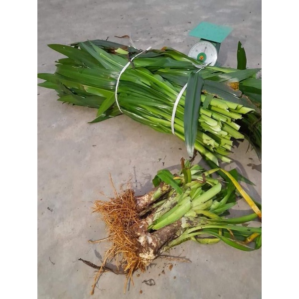 Trinh nữ hoàng cung hàng thơm.sạch sẽ (100gr -500gr)