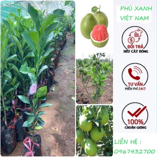 Cây giống bưởi ruby ruột đỏ cây ghép