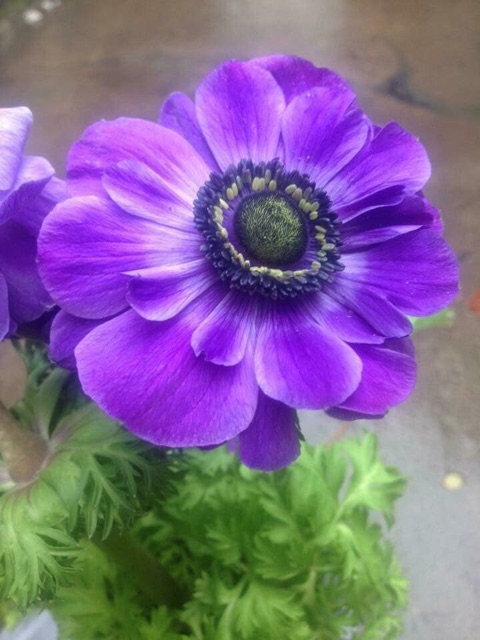 Củ hoa anemone