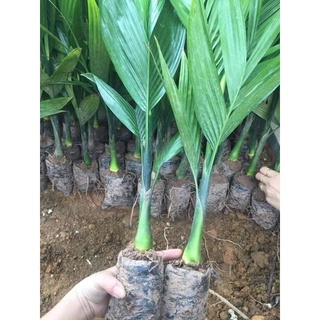 CÂY GIỐNG CAU LÙN TỨ QUÝ [ GIỐNG chuẩn, siêu đẹp]