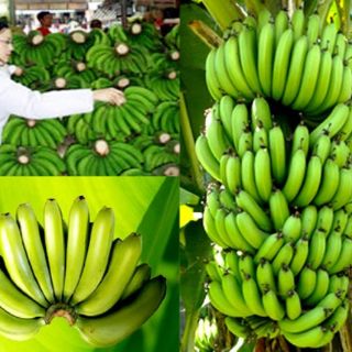 Cây chuối tiêu hồng