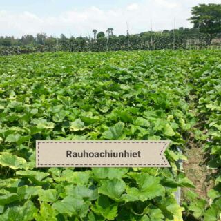 HẠT GIỐNG BÍ ĐỎ LẤY NGỌN 20GR