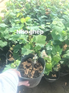 Cây giống nho ghép