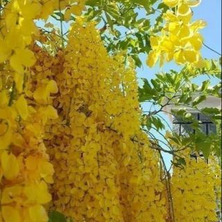 COMBO 3 CÂY HOA OSAKA VÀNG ( MUÔNG HOÀNG YẾN)