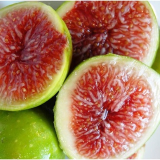 Hạt giống sung Mỹ (sung ngọt, sung đường) 10 hạt/ gói