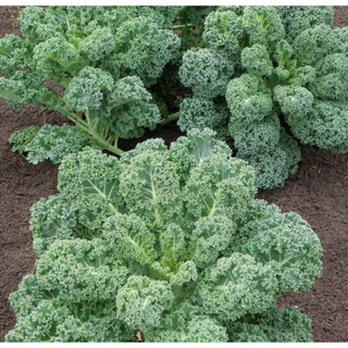 Hạt giống cây cải xoăn kale
