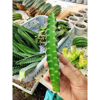 Combo 05 chân tháp xương rồng THÁI LAI dài 15 - 25 cm