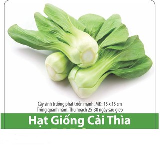 Hạt Giống Rau Cải Thìa Dễ Trồng, Năng Suất Cao 20gr