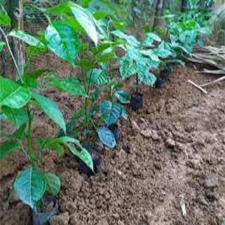 CÂY GIỐNG CÂY HÚNG VỊT ( CÂY CHANH CHÓ, CÂY THÁI GẤU ,CÂY HÚNG RỪNG )
