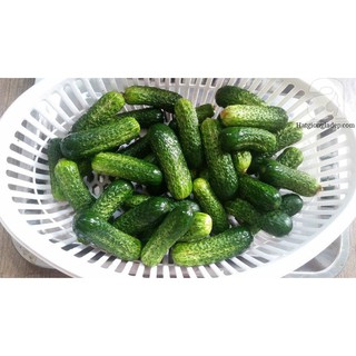 Hạt Giống Dưa Chuột Bao Tử