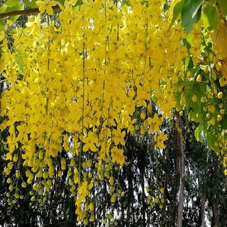 muồng hoàng yến vàng-cây nguyên bầu gửi đi, cây lớn, gửi đi cắt lá