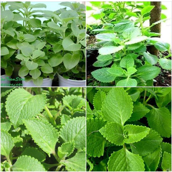 Hạt giống Húng chanh hay tần dày lá
