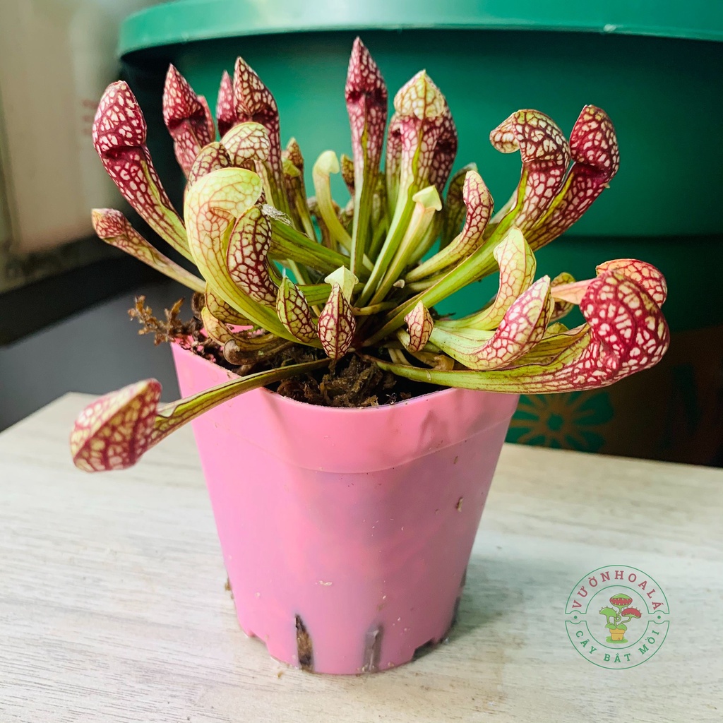 Cây hố bẫy bắt mồi Sarracenia Scarlet Belle