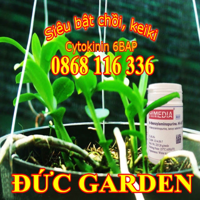 Thuốc kích chồi Cytokinin 6-BAP lọ 25gam nhập khẩu Ấn Độ - Chuyên dùng hoa hồng, hoa lan, mai vàng, mai phôi rừng