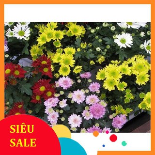 100 Hạt giống Cúc Đà Lạt Mix (Tặng Gói Kích Nẩy Mầm Và Hướng Dẫn) VIETPHAT