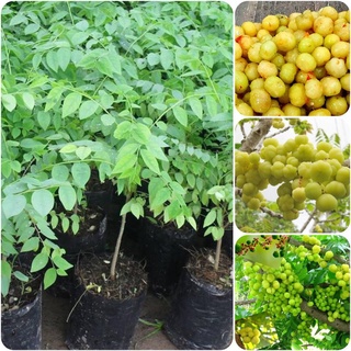 Cây giống Chùm ruột Thái ngọt .